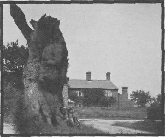 REMAINS OF THE BROAD OAK, HIGH LEGH.